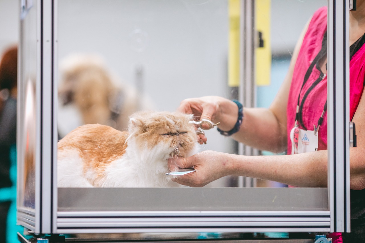 How to Choose a Suitable Groomer for Older Pets